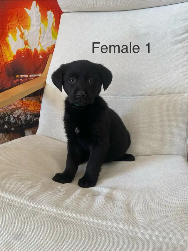 Adorable puppies! in Dogs & Puppies for Rehoming in Winnipeg - Image 7
