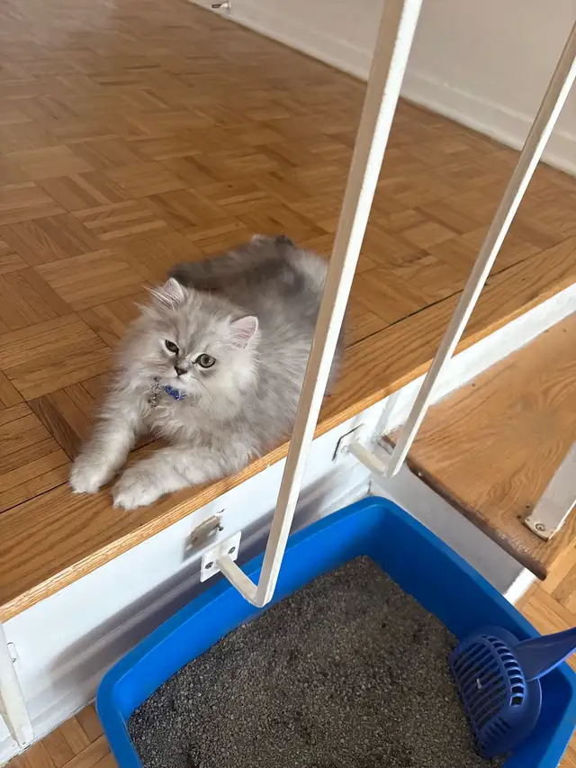 persian male in Cats & Kittens for Rehoming in City of Montréal - Image 2