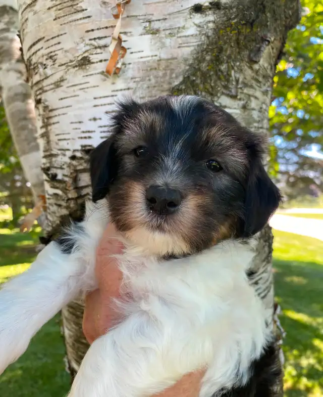 HAVANESE REGISTERED CKC PUPPIES in Dogs & Puppies for Rehoming in Kitchener / Waterloo - Image 8
