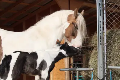 2026 Registered Black & White Tobiano Gypsy Vanner Colt, View more
