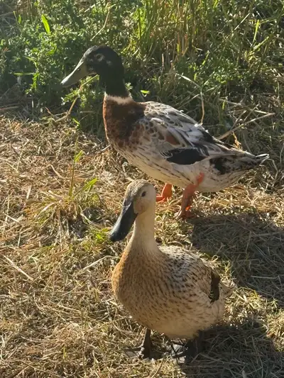 welsh harlequin pr ducks , View more