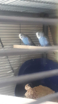 Two blue female budgies