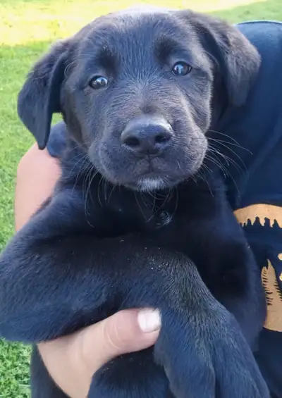 I have 2 female mixed puppies, 8 weeks old. Very playful and full of life and love. No shots, Dad la...