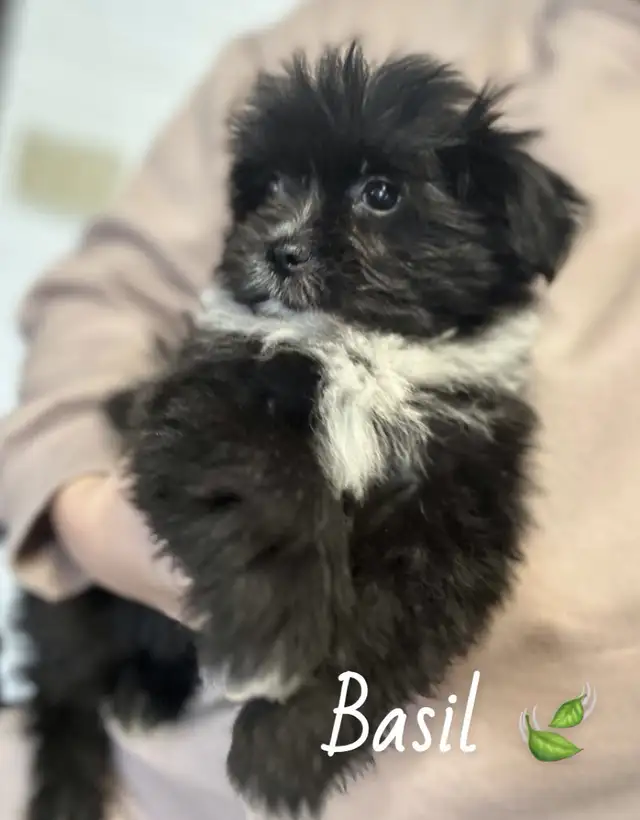 ❤️ Tiny Teddy Bears ❤️ in Dogs & Puppies for Rehoming in Edmonton - Image 10