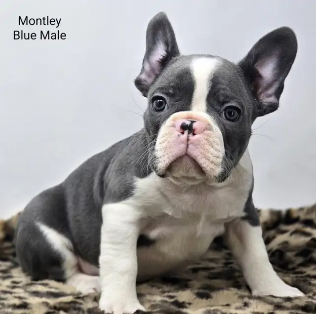 Frenchton Puppies in Dogs & Puppies for Rehoming in Edmonton - Image 2