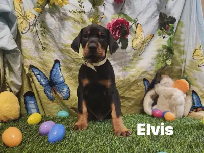Cropped Registered purebred European Doberman puppies, View more