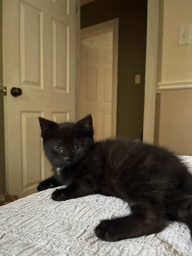 2 kittens in Cats & Kittens for Rehoming in Fredericton