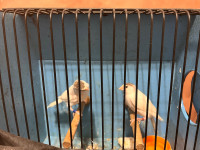 young canaries white whit black marks for sale