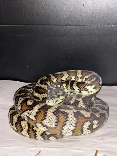 100% DH albino /axanthic male proven breeder , View more