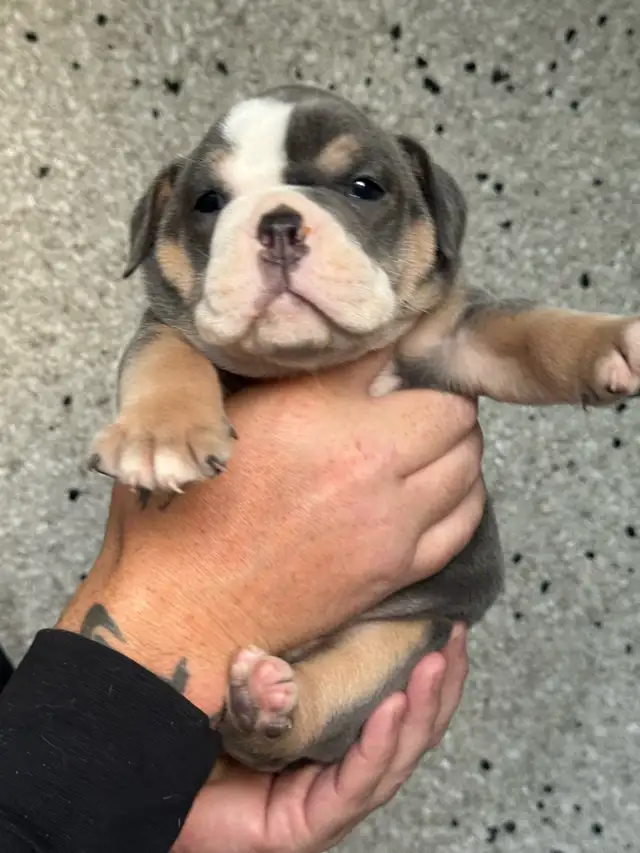olde English bulldog/ olde bulldog bulldogge in Dogs & Puppies for Rehoming in Delta/Surrey/Langley - Image 5