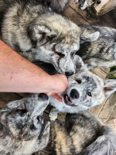 Vends Chiots Akita Inu (Japonais) pure race, View more