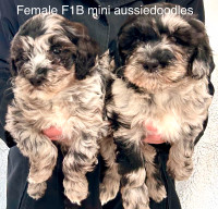 ❤️ Beautiful F1B Mini and Small/medium aussiedoodle pups