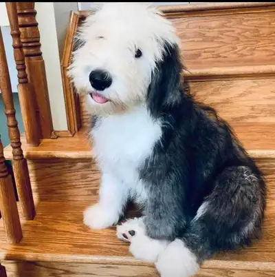 CKC Reg’d Old English Sheepdog puppies !!, View more
