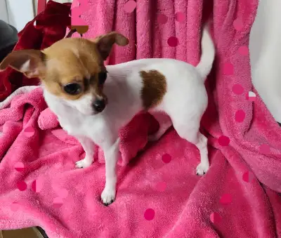 (wOW)chiot  chihuahua environ 5 livre adulte, View more