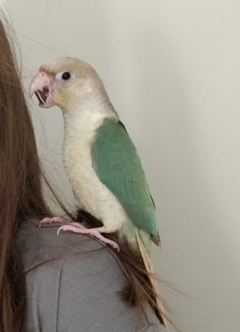 Cinnamon Turquoise conure with cage in Birds for Rehoming in City of Toronto