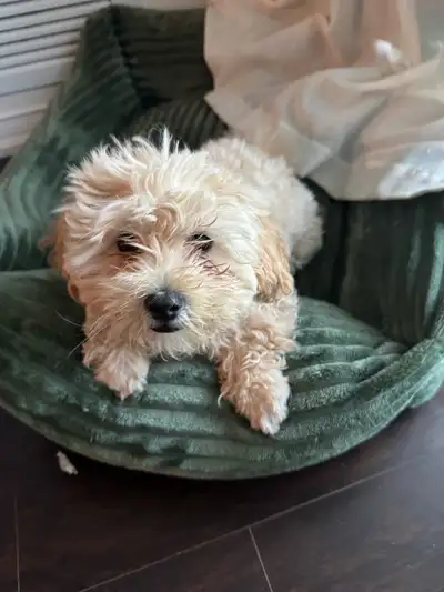 Adorable 11-Week-Old  & Male Shih poo Puppy!, View more