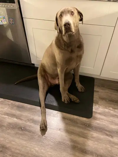 2yr old Silver Lab , View more