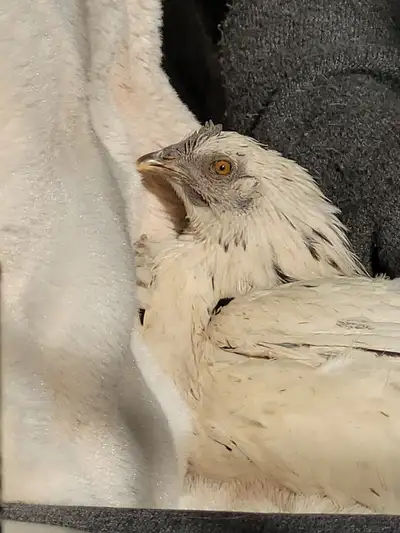 Bonjour , je mets cette annonce pour savoir s'il y a des gens qui seraient intéressés par des poules...