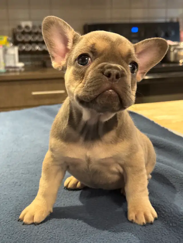 ❤️❤️❤️French Bulldog SWEETHEARTS❤️❤️❤️ in Dogs & Puppies for Rehoming in Calgary - Image 2
