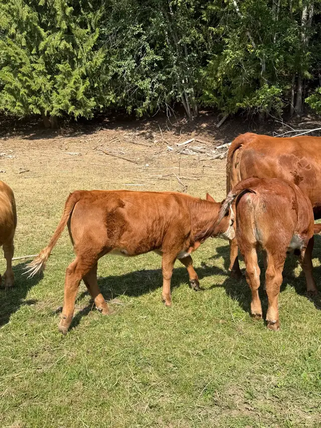 Assorted sizes and breeds of weaned calves heifers and steers in Livestock in Vernon - Image 10