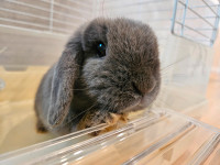 3 Pure Holland Lop