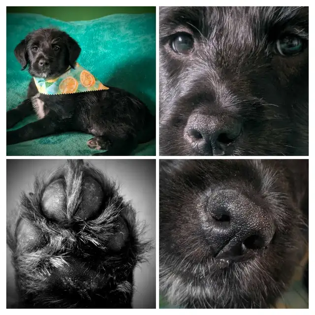 2 Labradoodles ready to go! in Dogs & Puppies for Rehoming in Ottawa - Image 2