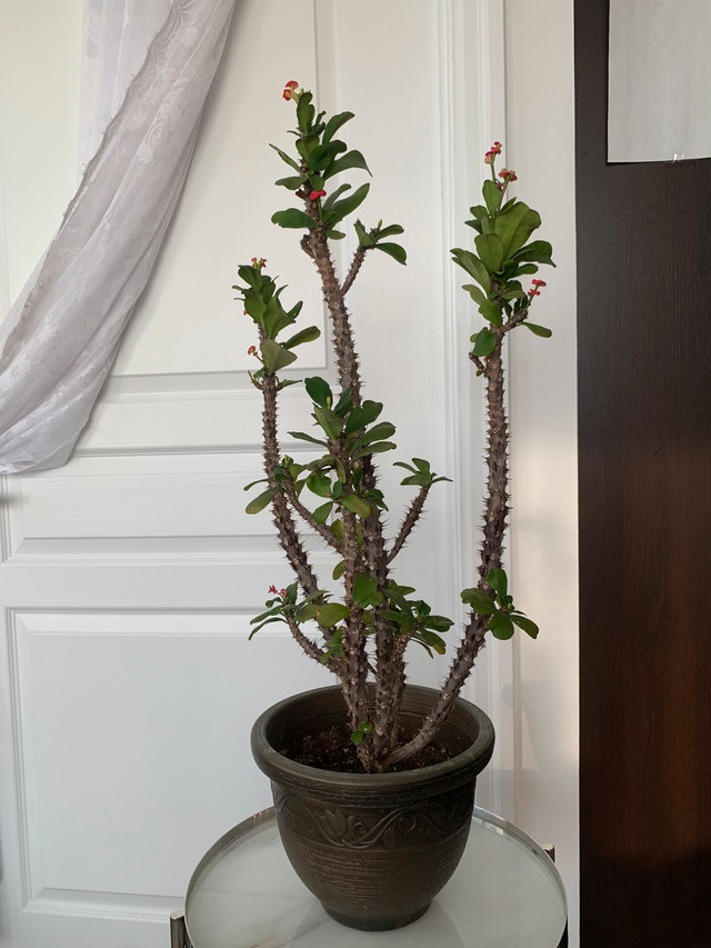 Crown of thorns plant   for  sale! in Plants, Fertilizer & Soil in Mississauga / Peel Region - Image 4