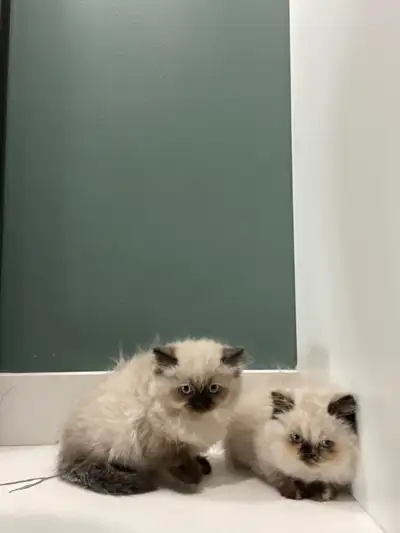 Purebred Himalayan Kittens, View more