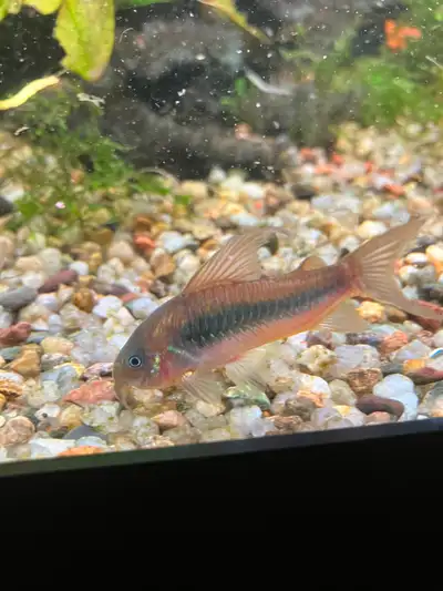Full size (3”) bronze cory-10$, or 6 for 50$ , for breeding or bid tank with another big fish. Cory...
