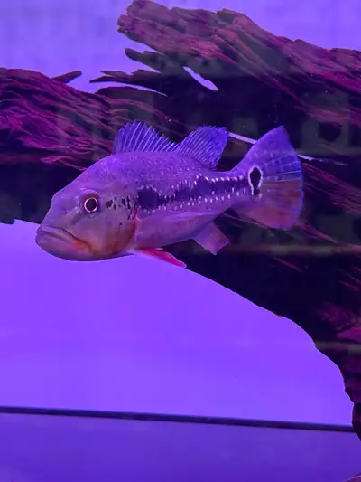 High quality peacock bass at auspicious aquarium, View more