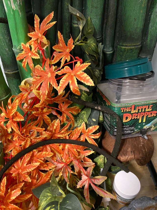 Exo Terra Bamboo Forest Terrarium Large Accessories Calgary Kijiji