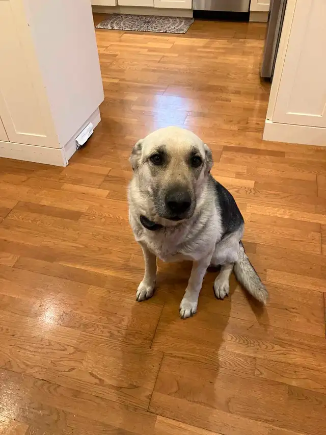 9 Year Old German Sheppard in Dogs & Puppies for Rehoming in Kitchener / Waterloo - Image 3