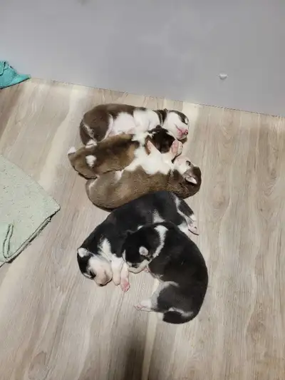 Siberian Husky puppies, View more
