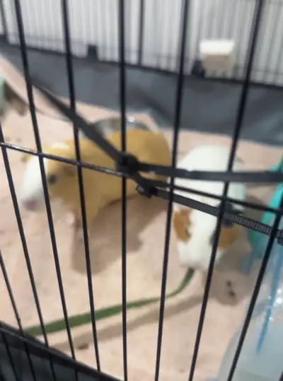 two female healthy guinea pigs , View more