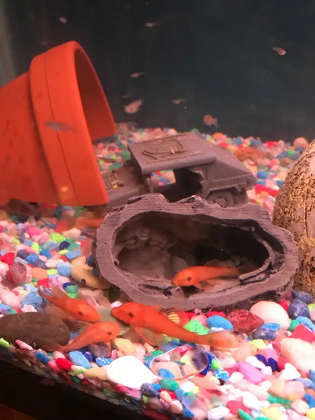 Red Bristle Nose Plecos in Fish for Rehoming in Woodstock - Image 8