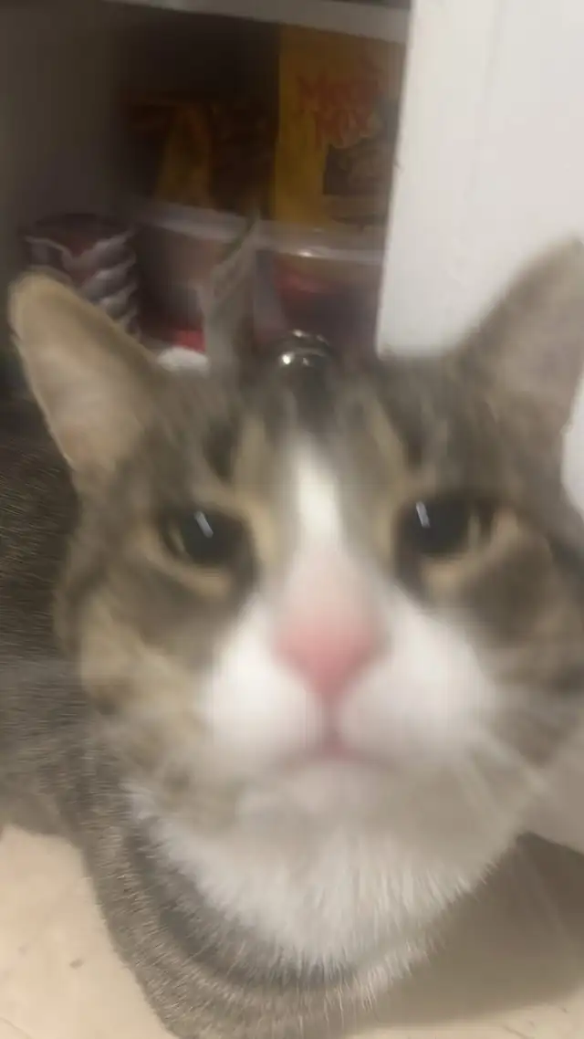 Lost TABBY cat (Chat Tabby perdu) in Lost & Found in City of Montréal - Image 7