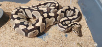 2 proven female fire het clown ball pythons