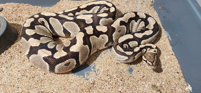 2 proven female fire het clown ball pythons in Reptiles & Amphibians for Rehoming in Barrie
