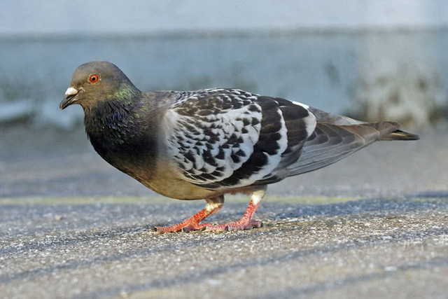 Pigeon Biset dans Autres animaux à adopter  à Ouest de l’Île