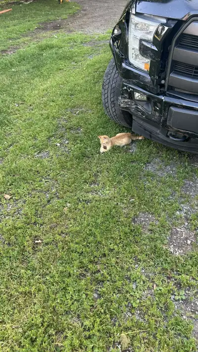 chaton de 3 mois, vacciner à vendre , View more