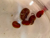 Escargot Planorbe / Ramshorn rouges