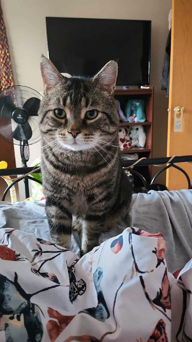 help find my cat please in Lost & Found in Calgary - Image 3