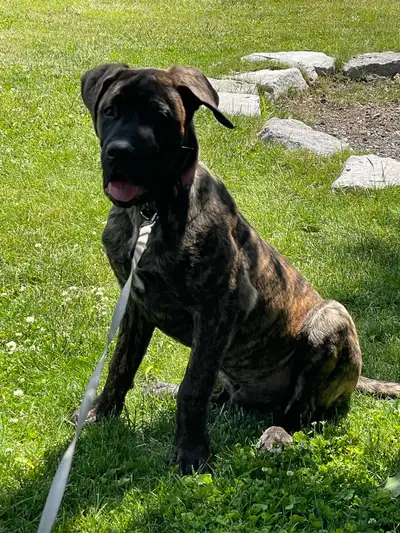  Last Cane Corso Puppy Available , View more