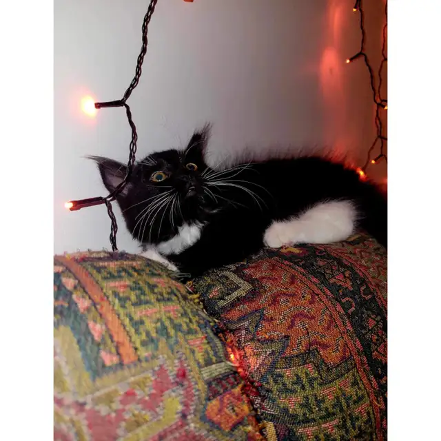 Chaton noir et blanc in Cats & Kittens for Rehoming in Saint-Hyacinthe - Image 10