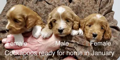 December 1 mini goldendoodle. Jan cockapoos and goldendoodles, View more