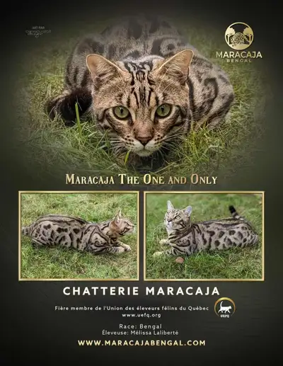 Vous cherchez un chaton en santé, affectueux et bien élevé? Évitez de vous faire avoir! Visitez www....