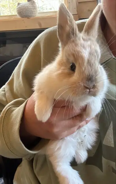 10 mth old Lionhead x Rex Buck (Male) Bunny, View more