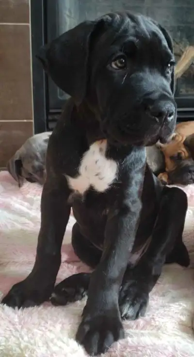 Chiots cane corso pure race superbe génétique nés le 8 décembre 2024 prêts à partir avec leur famill...