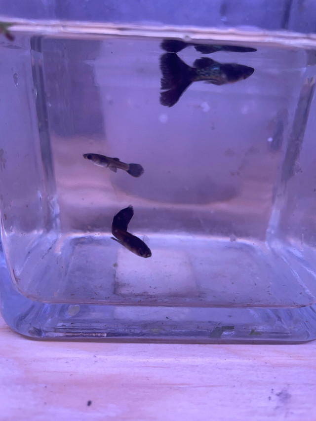 Male Black Cobra Guppies in Fish for Rehoming in Hamilton - Image 2