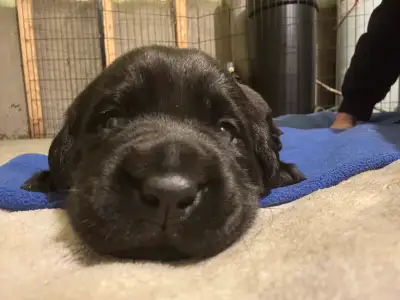 Chiots Labradors Pures Races Noirs, View more